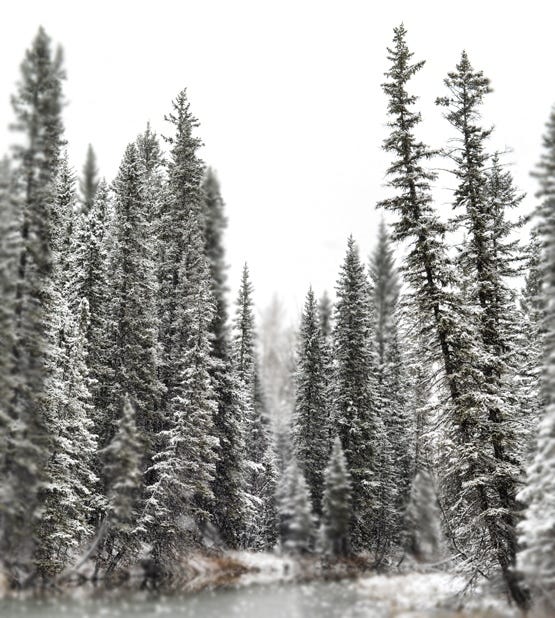 Snow Covered Trees