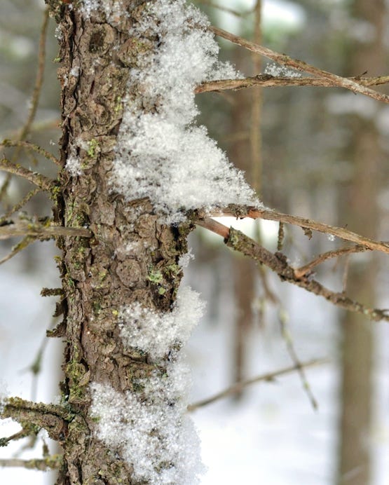 Snow on Trees