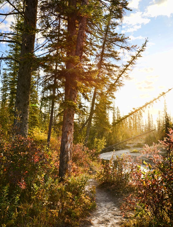 Sunlight & Fall Colours