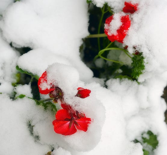 Late Summer Snow - Global Dish - Stephanie Arsenault