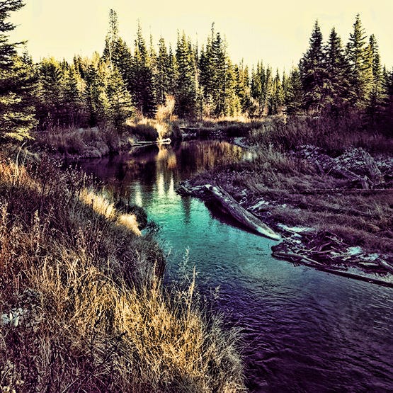 Walking by the Creek