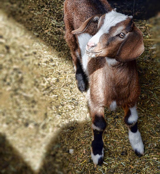 Carmelis Goat Cheese Farm and Artisan Kelowna - Global Dish - Stephanie Arsenault