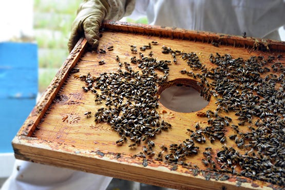 Arlo's Honey Farm Kelowna - Global Dish - Stephanie Arsenault