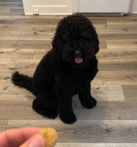 Dog in front of a treat