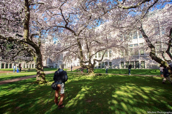 Cherry blossom at University of Washington at Seattle