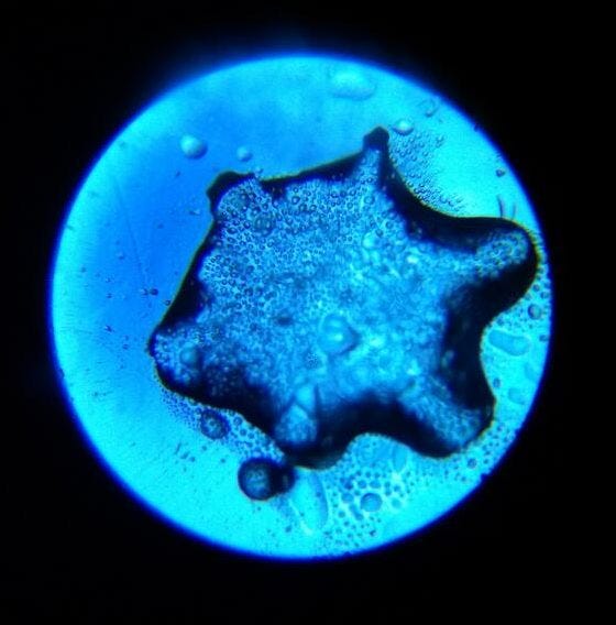 close up photo of a blue snowflake that’s partially melted