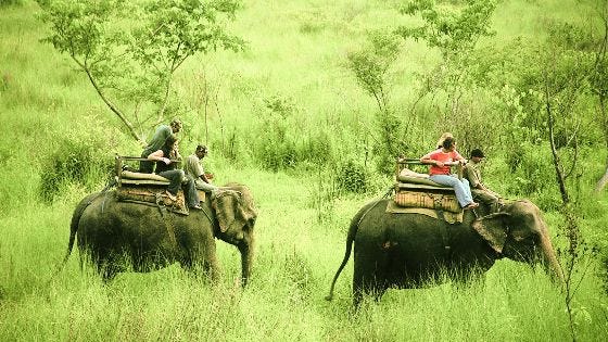 Where to go for jungle safari in Nepal?