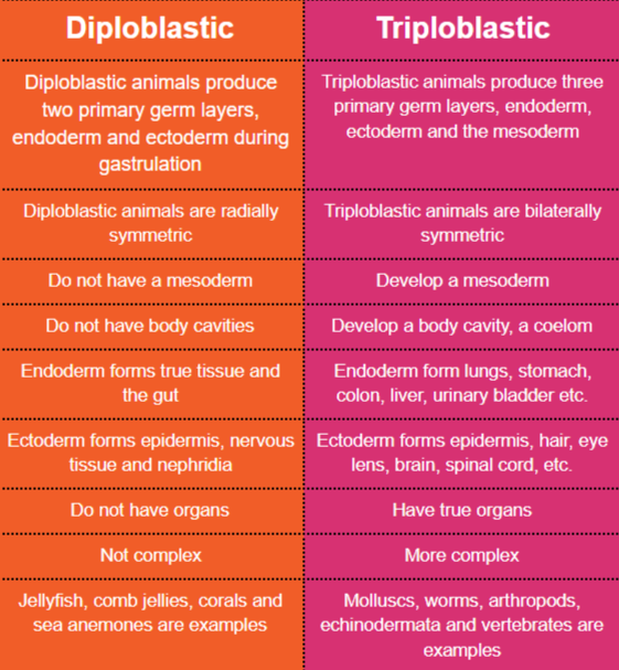 Difference between triploblastic and diploblastic