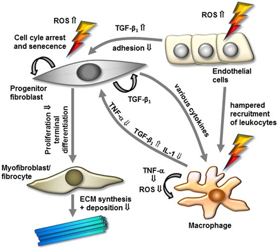 MODEL OF MODULATION OF CELLULAR COMPONENTS AND FACTORS BY LOW-DOSE RADIOTHERAPY FOR THE TREATMENT OF HYPERPROLIFERATIVE/FIBROTIC BENIGN DISEASES.