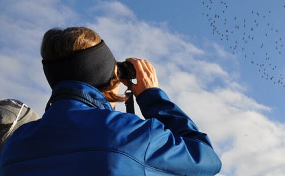 Birdwatching in bhimtal