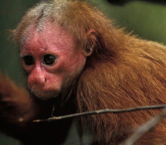 Photo of Bald Ukari monkey