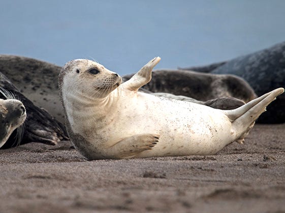 Seal lying in sand with flippers outstretched