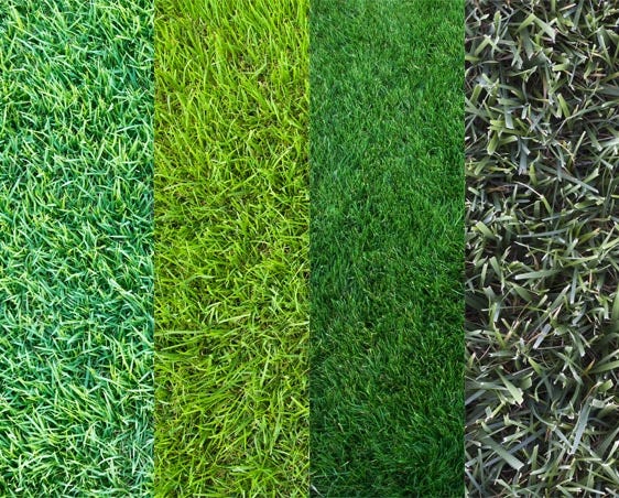 types of grasses that make up a turf