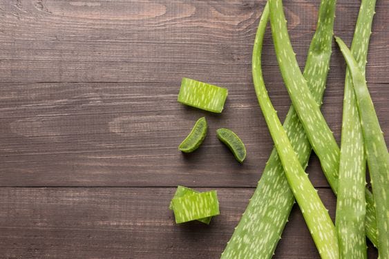 Aloe Vera Uses And Benefits — Properties and Advantages