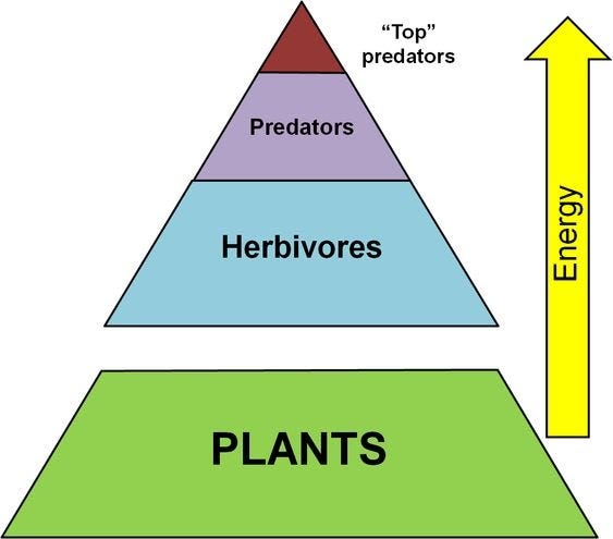 Trophic Hierarchy (simplified)