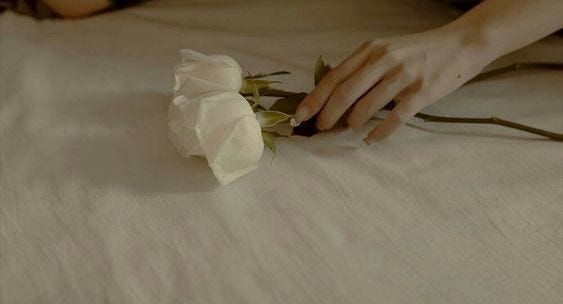 Female hand holding white roses.