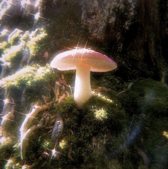 Fairy Mushroom, Fairy Land