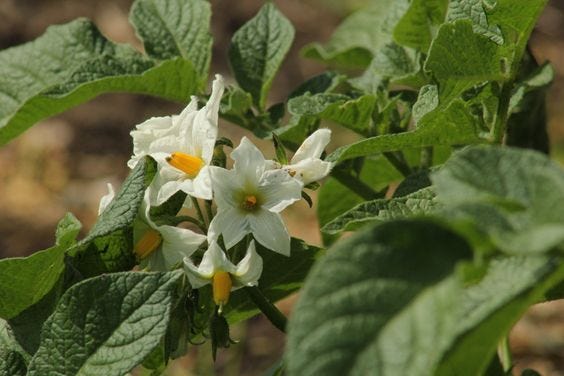 White potato flowers