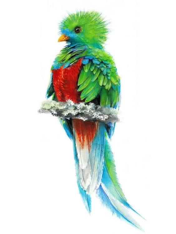 El quetzal es el ave más hermoso que he visto nunca. Os lo enseño para que nunca os olvidéis de él.