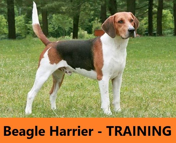 Draft in Dog Training Tips — Beagle Harrier