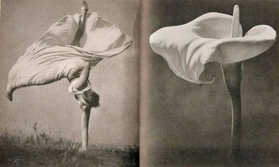 Side by side images of subjects that look almost the same: on the left a woman in a dress handstanding on one hand with legs at a right angle; on the right a blooming lily flower.