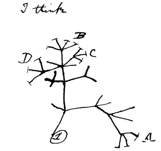 Resultado de imagem para cladograma de charles darwin