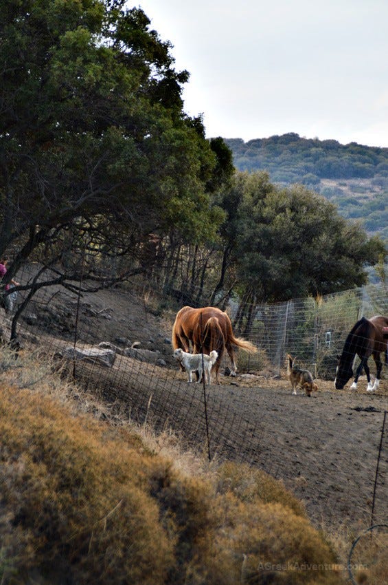 Lesvos HorseBack Riding and Hiking