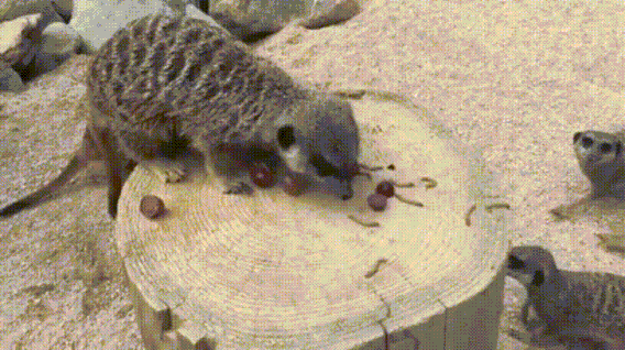 A GIF of a meerkat eating grapes on a stump, pushing off several other meerkats who are also trying to have some grapes