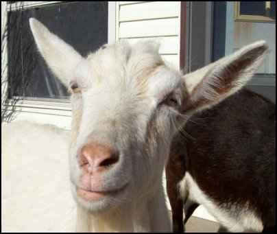 Once Upon A Dream Acres-Goats - Home