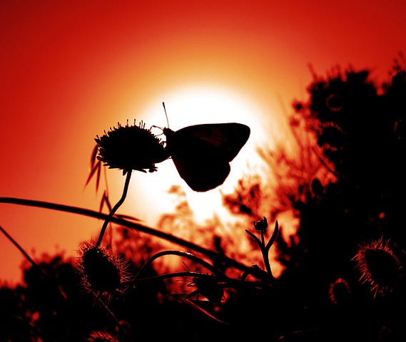 A butterfly in the sunset.