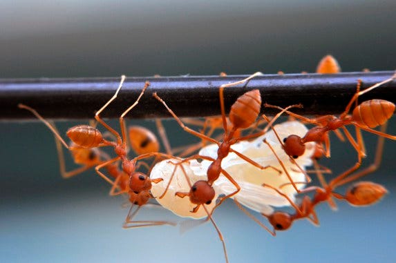 Red ants used in the Chapra chutney