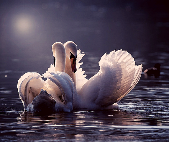 Two swans snuggling on calm lake. The swan is the national bird of The Ukraine.