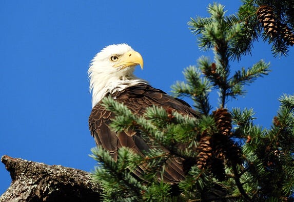 Bald eagle perched in fir tree, head cocked behind, a profile staring intently. Head white, beak yellow and body black.