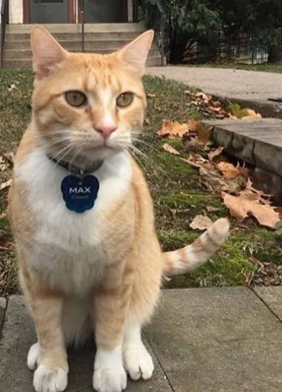 I picture of a small, orange cat. He wears a collar, it reads, Max.