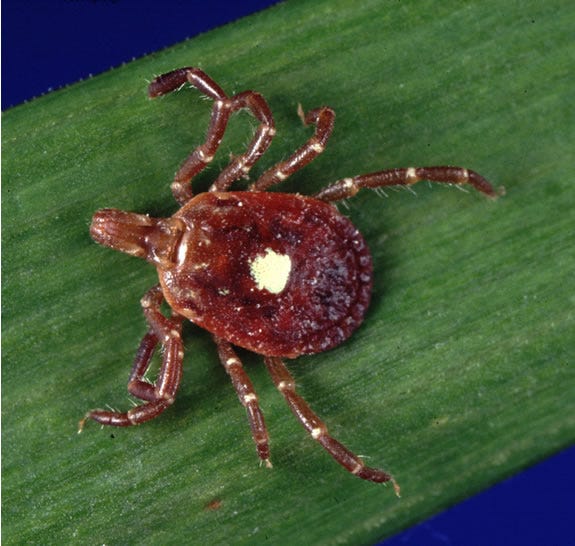 closeup of a tick