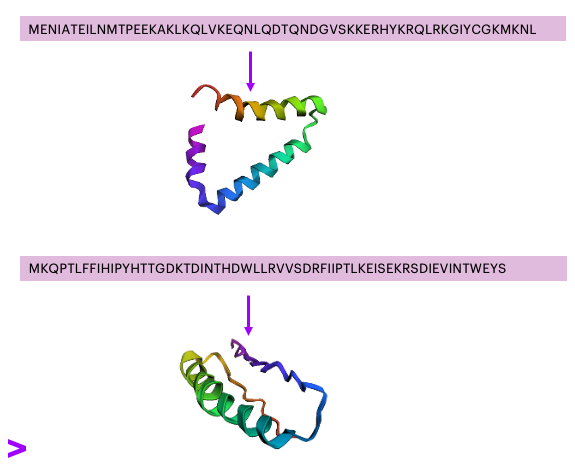This image shows two FASTA sequences and the respective folds of two peptides. Both these peptides potentially have an antimicrobial effect.