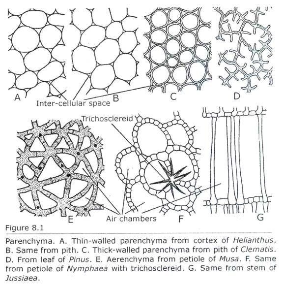 illustration of example parenchyma spanning different biological species