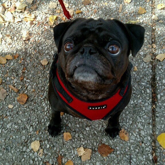 A black pug in a red harness staring up above the camera.