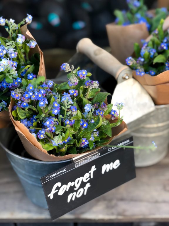 A bouquet of “Forget me not” flowers in a metal bucket on a table.
