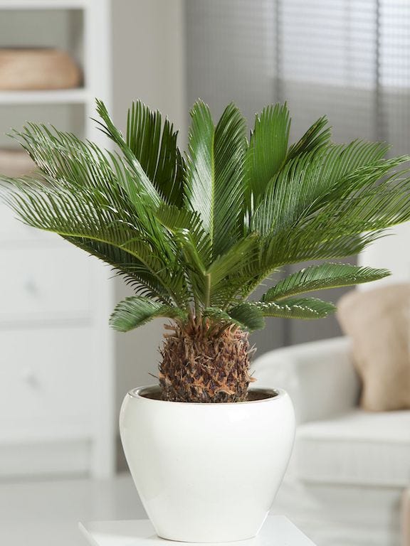 plants toxic to dogs: Sago Palm