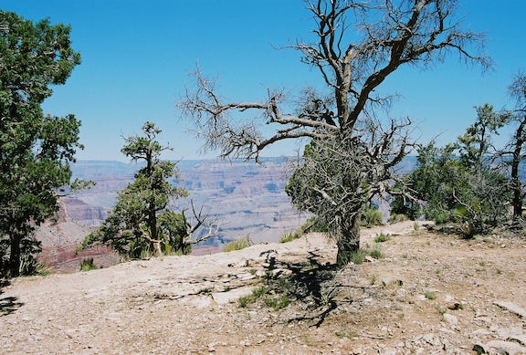 Dead tree on the edge of the Grand Canyon