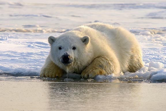 Polar bear lying on an ice floe