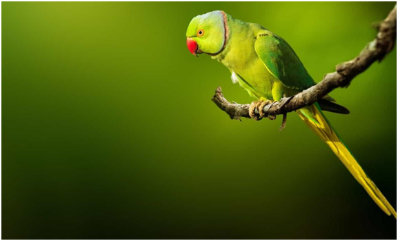 picture by: parrot for sale.pk