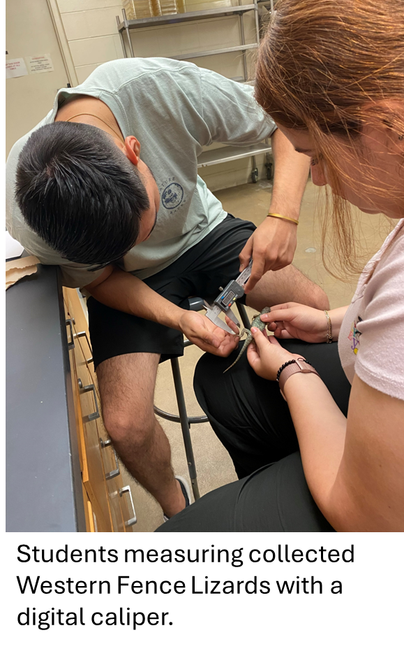 Students measuring collected Western Fence Lizards with a digital caliper