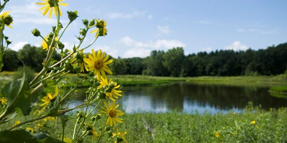 A lake with prairie on one side and woodlands of the other with black-eyed susans growing in the foreground at Holy Wisdom Monastery in Middleton, WI.