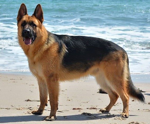 The German Shepherd is a breed of dog