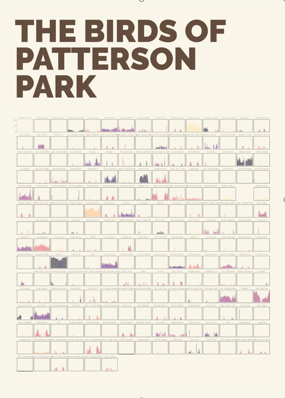 A Poster of every bird to visit the park, where a boxed bar chart represents each birds abudance levels by week.