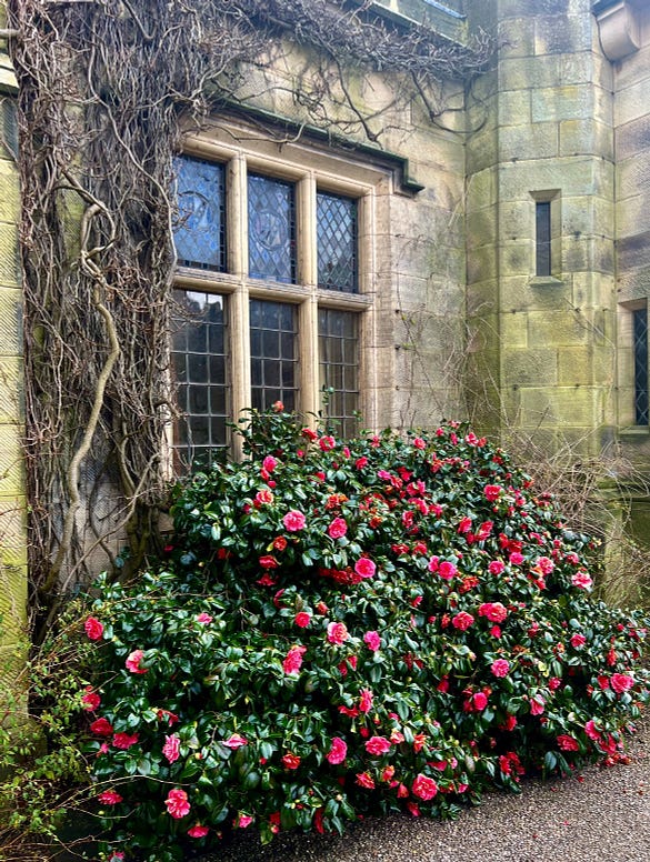 Camellias in bloom within the walls of Chirk Castle
