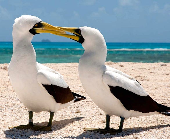 Two white and black feathered birds with yellowish beaks standing on a sandy shoreline with blue ocean waves in the background.