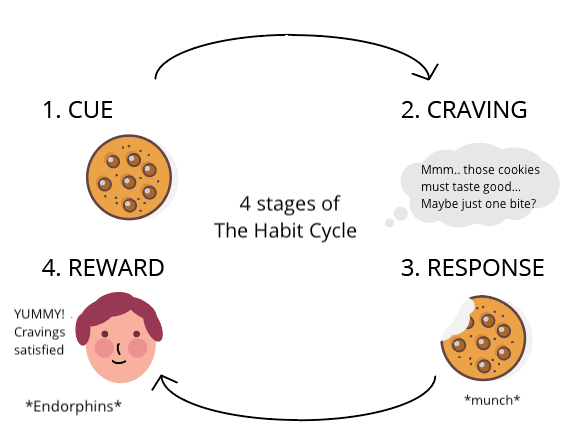 4 Stages of the Habit Cycle